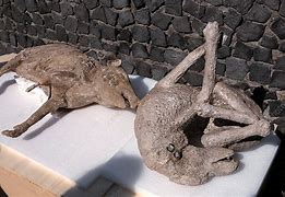 Image result for Plaster Cast Pompeii Dog