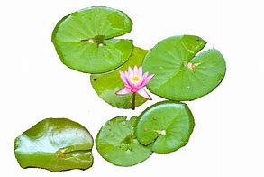 Image result for Frog and Lily Pad Wallpaper