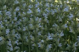 Image result for Salvia officinalis Albiflora