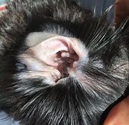 Image result for cacha�ear