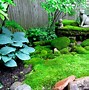 Image result for Creating a Moss Lawn