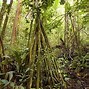 Image result for Amazon Rainforest Plant Adaptations