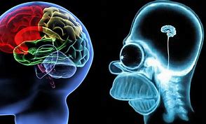 Image result for Brain Evolving Meme Blank