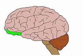 Image result for Corteza Orbitofrontal