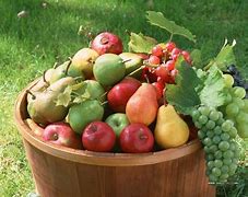 Image result for Barrel of Fruit