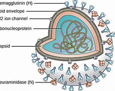 Image result for Molluscum Contagiosum Virus Morphology
