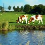 Image result for Cow Rustlers