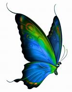 Image result for Papillon Dessin