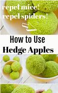 Image result for Dried Hedge Apples