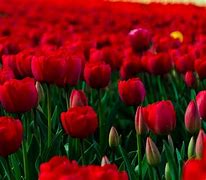 Image result for White Wallpaper with Red Flowers