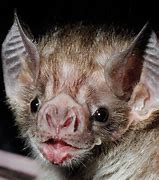 Image result for Vampire Bat Eyes