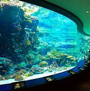 Image result for Aquarium in Japan
