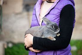 Image result for Using Rabbit Fur