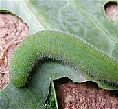 Image result for %22imported-cabbageworm%22