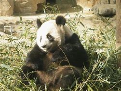 Image result for Detail of Giant Panda