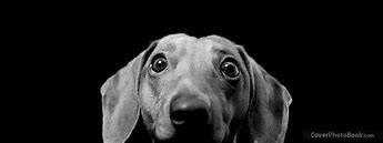 Image result for Scary Dog Staring