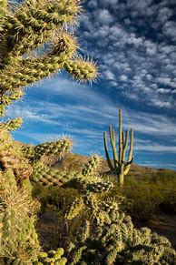Image result for Desert Saguaro Cactus
