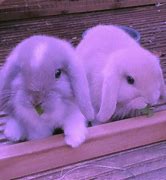 Image result for Adorable Spring Animals