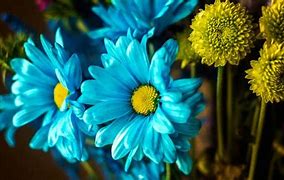 Image result for Blue and Yellow Flowers