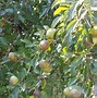 Image result for Pyrus communis *in soorten*