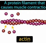 Image result for actin�mwtro