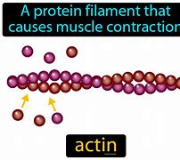 Image result for actin�grqfo