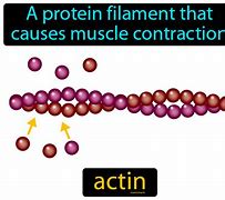 Image result for actin�grafo