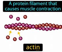 Image result for actin�meteo