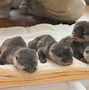 Image result for Cute Fat Baby Otters