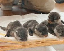 Image result for Baby Otter Pet