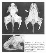 Image result for Pelochelys Trionychidae