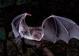 Image result for Vampire Bat Flock