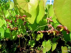 Image result for Epimedium Little Shrimp