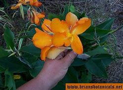 Image result for Belgian Hybrid Orange