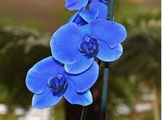 un orchidea da regalare alle orchidea tipologie e tanti consigli su come curarla in casa un orchidea da regalare alle orchidea tipologie e tanti consigli su come curarla in casa