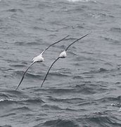 Image result for Waved Albatross