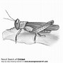 Image result for Cricket Bat Sketch Side View
