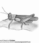 Image result for Cricket Drawing Image Stock Images
