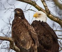 Image result for Double Eagle