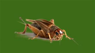 Image result for Cricket Noises