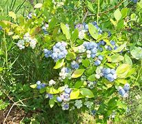 Image result for Blueberry Ochard
