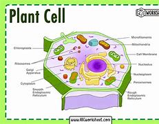 Image result for Plant Cell Wall Function