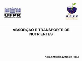 Image result for absorfo