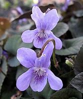 Image result for Viola labradorica