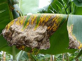 Image result for Banana Fungus
