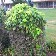Image result for Poison Ivy Bush
