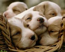 Image result for Cute Happy Puppy Background Wallpaper