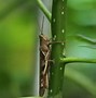Image result for Funny Cricket Insect
