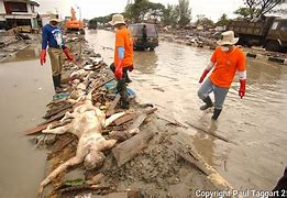Image result for Decaying Body Tsunami