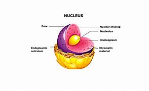 Image result for Nucleus POS